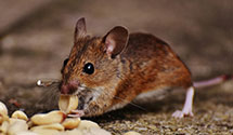 24 Hour & Emergency Exterminators in Little Chute, WI
